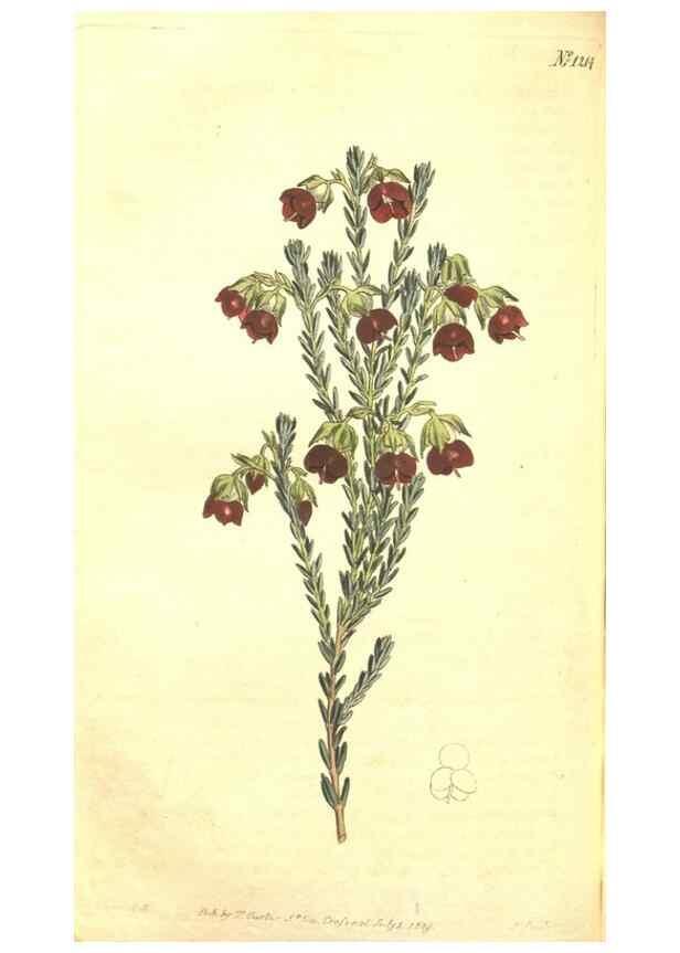 Reproducción/Reproduction 34324667064: Curtis's botanical magazine.. London ; New York [etc.] :Academic Press [etc.]