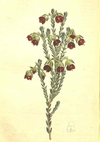Reproducción/Reproduction 34324667064: Curtis's botanical magazine.. London ; New York [etc.] :Academic Press [etc.]