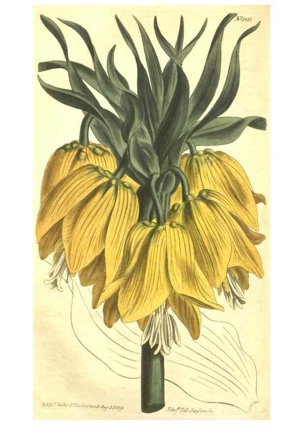 Reproducción/Reproduction 35169752495: Curtis's botanical magazine.. London ; New York [etc.] :Academic Press [etc.]