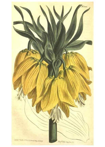 Reproducción/Reproduction 35169752495: Curtis's botanical magazine.. London ; New York [etc.] :Academic Press [etc.]