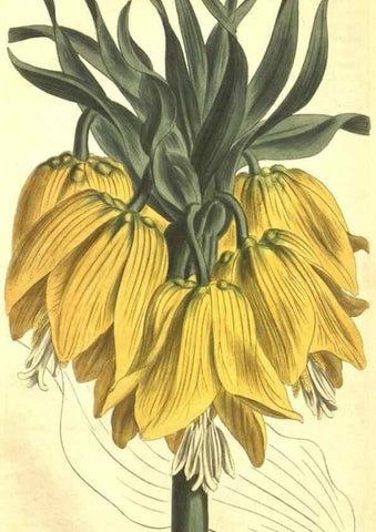 Reproducción/Reproduction 35169752495: Curtis's botanical magazine.. London ; New York [etc.] :Academic Press [etc.]