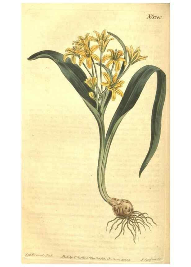 Reproducción/Reproduction 35129733716: Curtis's botanical magazine.. London ; New York [etc.] :Academic Press [etc.]