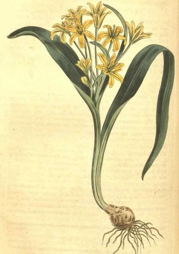 Reproducción/Reproduction 35129733716: Curtis's botanical magazine.. London ; New York [etc.] :Academic Press [etc.]