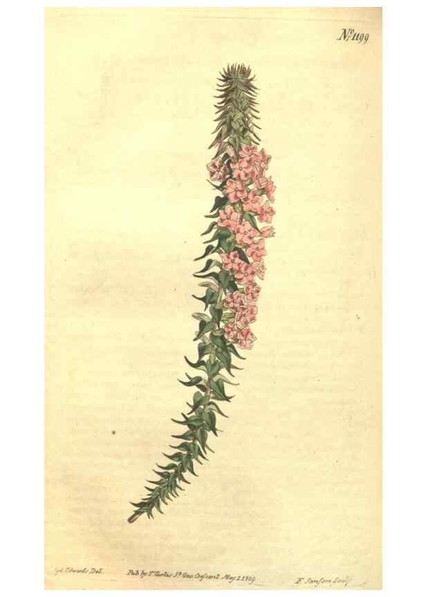 Reproducción/Reproduction 35129731976: Curtis's botanical magazine.. London ; New York [etc.] :Academic Press [etc.]