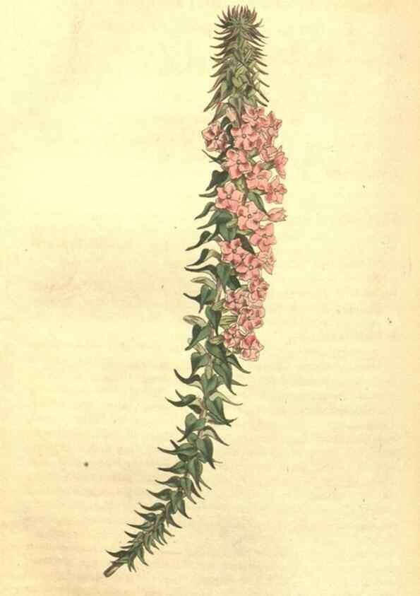 Reproducción/Reproduction 35129731976: Curtis's botanical magazine.. London ; New York [etc.] :Academic Press [etc.]