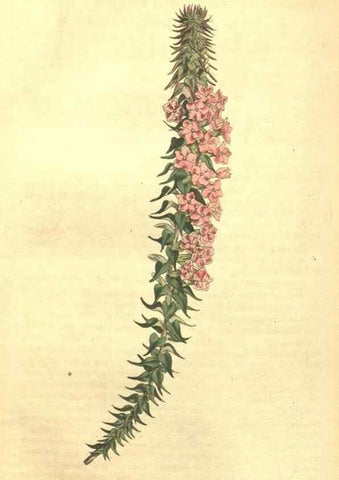 Reproducción/Reproduction 35129731976: Curtis's botanical magazine.. London ; New York [etc.] :Academic Press [etc.]
