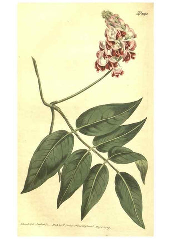 Reproducción/Reproduction 34324638494: Curtis's botanical magazine.. London ; New York [etc.] :Academic Press [etc.]