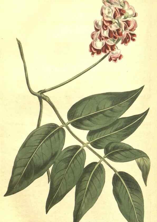 Reproducción/Reproduction 34324638494: Curtis's botanical magazine.. London ; New York [etc.] :Academic Press [etc.]