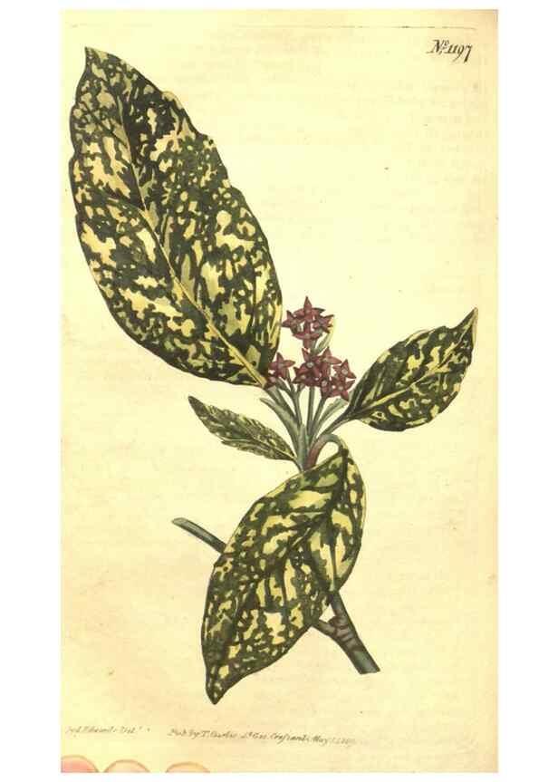 Reproducción/Reproduction 34324636804: Curtis's botanical magazine.. London ; New York [etc.] :Academic Press [etc.]