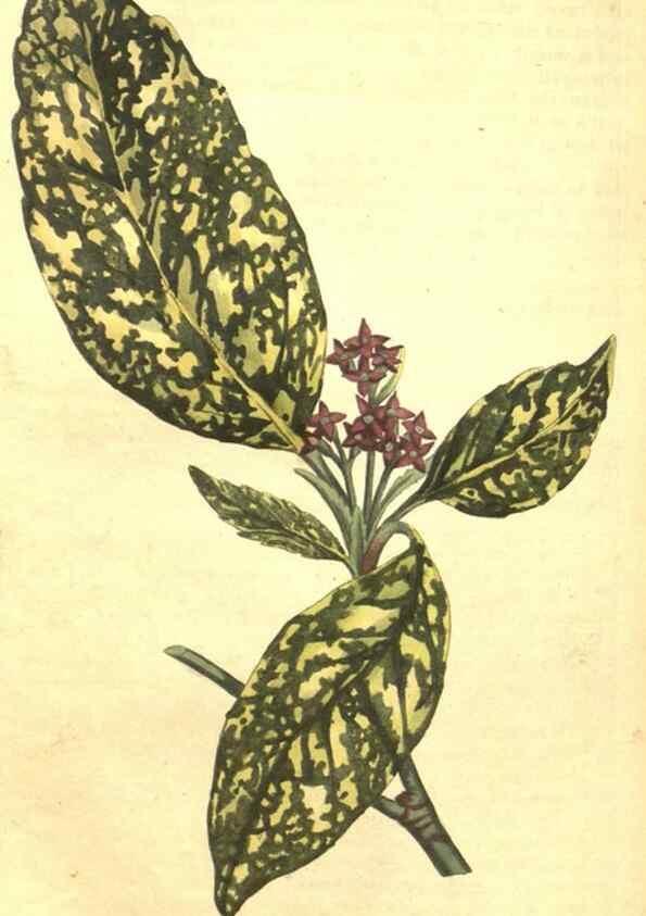 Reproducción/Reproduction 34324636804: Curtis's botanical magazine.. London ; New York [etc.] :Academic Press [etc.]