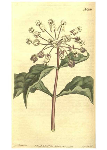 Reproducción/Reproduction 35004723252: Curtis's botanical magazine.. London ; New York [etc.] :Academic Press [etc.]