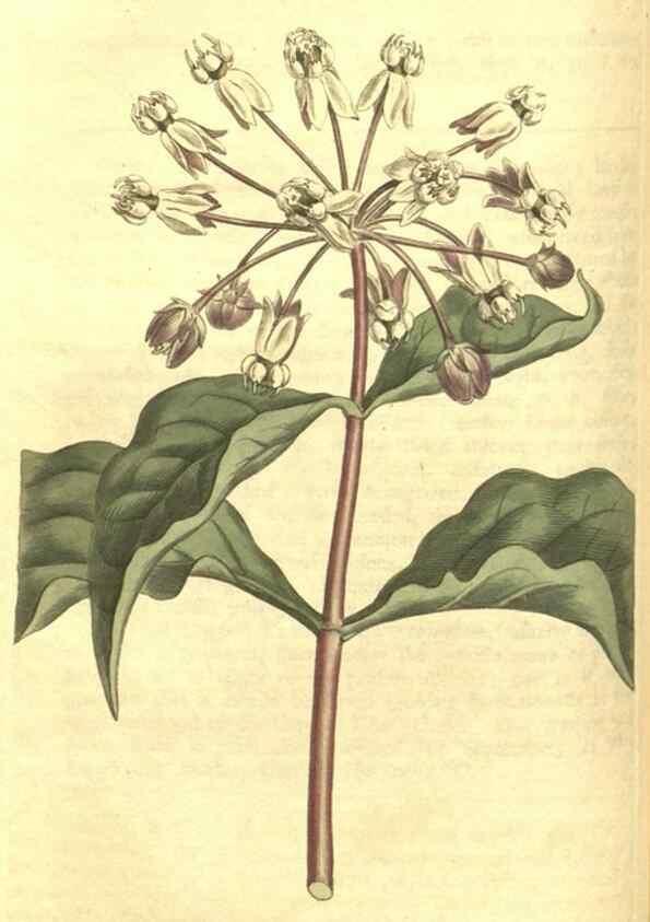 Reproducción/Reproduction 35004723252: Curtis's botanical magazine.. London ; New York [etc.] :Academic Press [etc.]