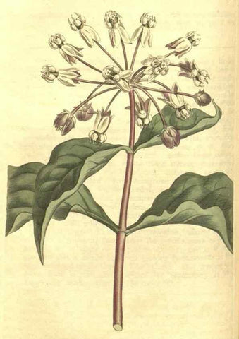 Reproducción/Reproduction 35004723252: Curtis's botanical magazine.. London ; New York [etc.] :Academic Press [etc.]