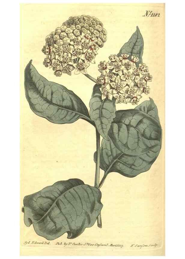Reproducción/Reproduction 35129701076: Curtis's botanical magazine.. London ; New York [etc.] :Academic Press [etc.]