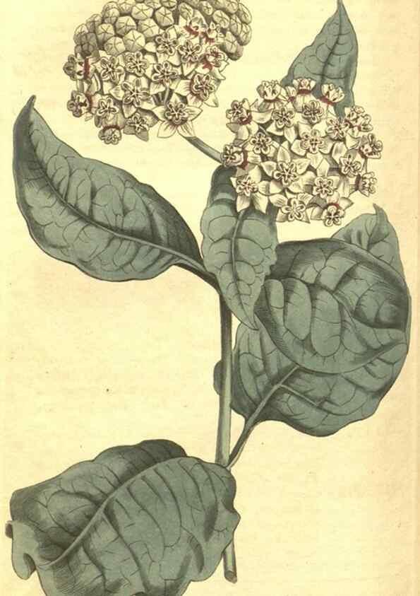 Reproducción/Reproduction 35129701076: Curtis's botanical magazine.. London ; New York [etc.] :Academic Press [etc.]