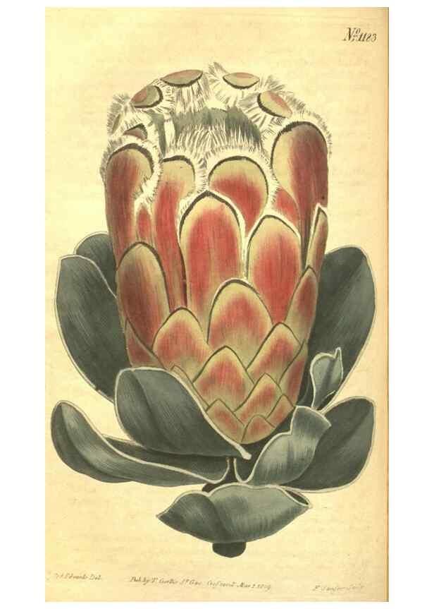 Reproducción/Reproduction 35129703826: Curtis's botanical magazine.. London ; New York [etc.] :Academic Press [etc.]