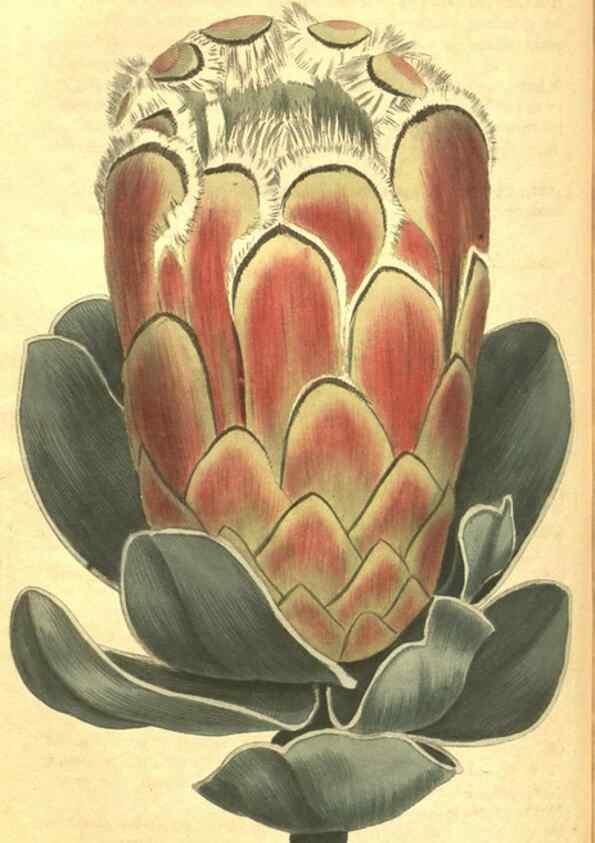Reproducción/Reproduction 35129703826: Curtis's botanical magazine.. London ; New York [etc.] :Academic Press [etc.]