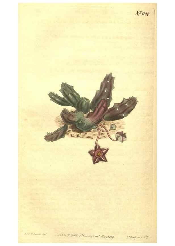 Reproducción/Reproduction 35004729062: Curtis's botanical magazine.. London ; New York [etc.] :Academic Press [etc.]