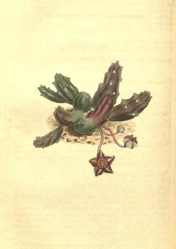 Reproducción/Reproduction 35004729062: Curtis's botanical magazine.. London ; New York [etc.] :Academic Press [etc.]