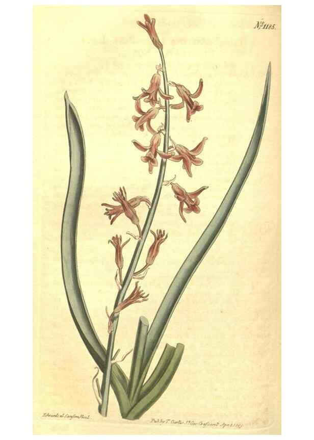 Reproducción/Reproduction 34783148210: Curtis's botanical magazine.. London ; New York [etc.] :Academic Press [etc.]