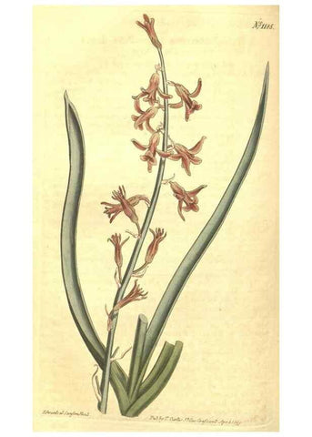 Reproducción/Reproduction 34783148210: Curtis's botanical magazine.. London ; New York [etc.] :Academic Press [etc.]