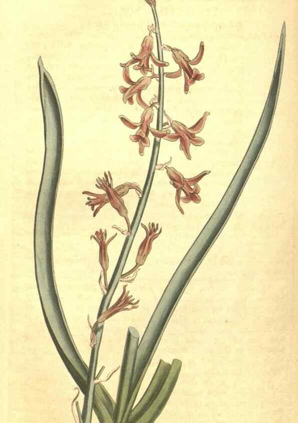 Reproducción/Reproduction 34783148210: Curtis's botanical magazine.. London ; New York [etc.] :Academic Press [etc.]