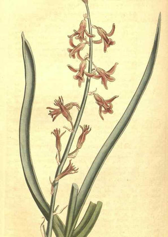 Reproducción/Reproduction 34783148210: Curtis's botanical magazine.. London ; New York [etc.] :Academic Press [etc.]