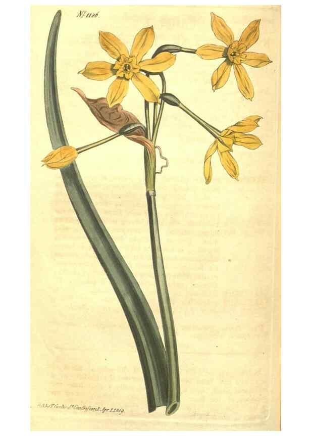 Reproducción/Reproduction 34783150270: Curtis's botanical magazine.. London ; New York [etc.] :Academic Press [etc.]