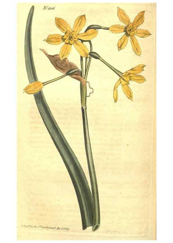 Reproducción/Reproduction 34783150270: Curtis's botanical magazine.. London ; New York [etc.] :Academic Press [etc.]