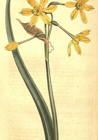 Reproducción/Reproduction 34783150270: Curtis's botanical magazine.. London ; New York [etc.] :Academic Press [etc.]