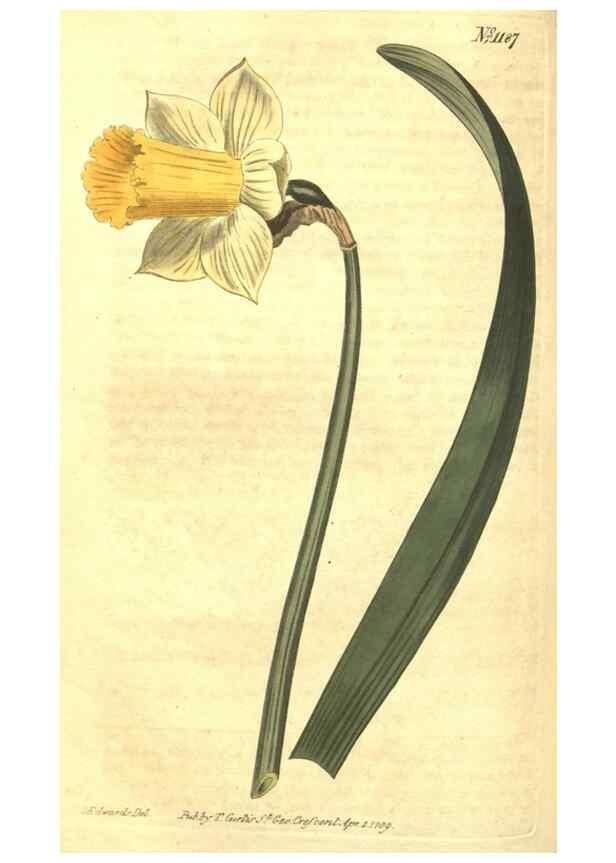 Reproducción/Reproduction 35129712826: Curtis's botanical magazine.. London ; New York [etc.] :Academic Press [etc.]