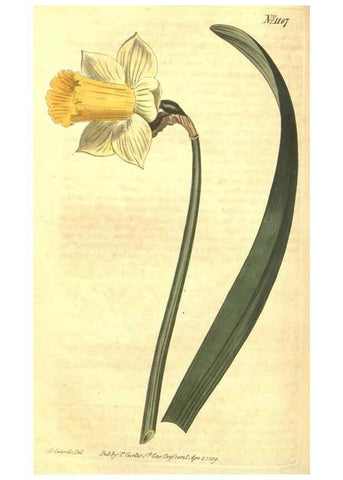Reproducción/Reproduction 35129712826: Curtis's botanical magazine.. London ; New York [etc.] :Academic Press [etc.]