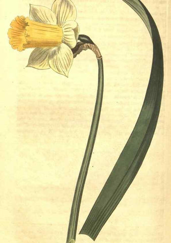 Reproducción/Reproduction 35129712826: Curtis's botanical magazine.. London ; New York [etc.] :Academic Press [etc.]