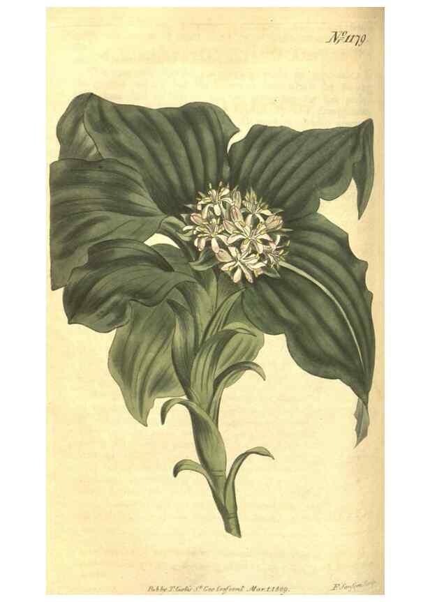 Reproducción/Reproduction 35004718652: Curtis's botanical magazine.. London ; New York [etc.] :Academic Press [etc.]