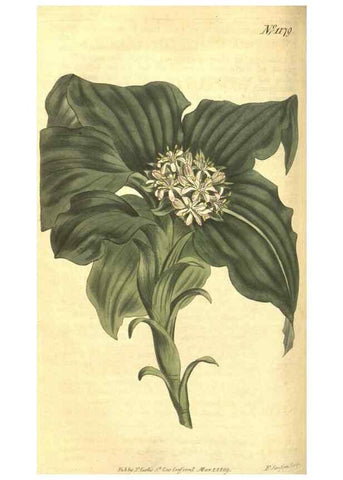 Reproducción/Reproduction 35004718652: Curtis's botanical magazine.. London ; New York [etc.] :Academic Press [etc.]