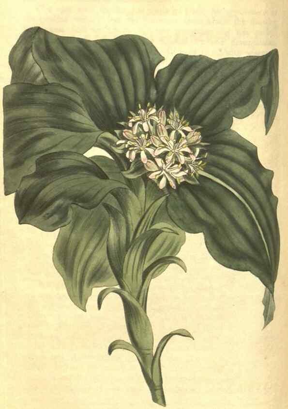 Reproducción/Reproduction 35004718652: Curtis's botanical magazine.. London ; New York [etc.] :Academic Press [etc.]