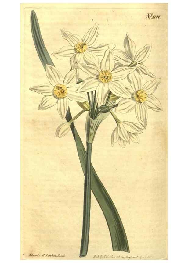 Reproducción/Reproduction 35004736632: Curtis's botanical magazine.. London ; New York [etc.] :Academic Press [etc.]