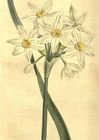 Reproducción/Reproduction 35004736632: Curtis's botanical magazine.. London ; New York [etc.] :Academic Press [etc.]
