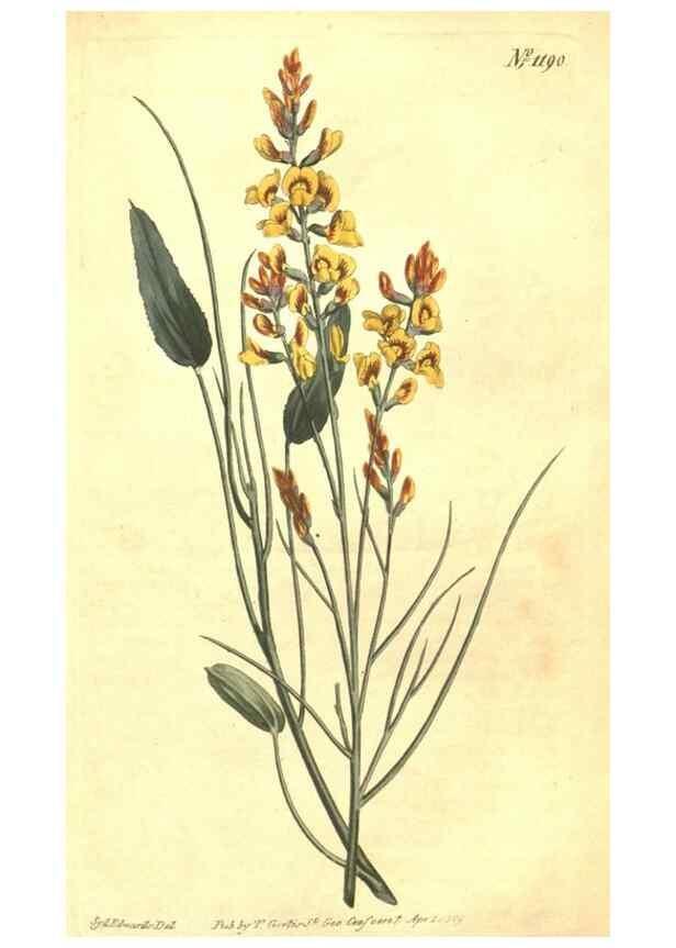 Reproducción/Reproduction 35038872271: Curtis's botanical magazine.. London ; New York [etc.] :Academic Press [etc.]