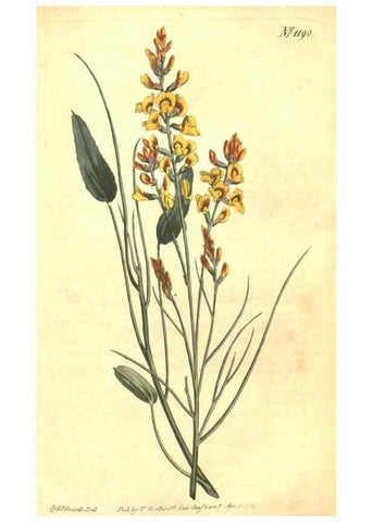 Reproducción/Reproduction 35038872271: Curtis's botanical magazine.. London ; New York [etc.] :Academic Press [etc.]