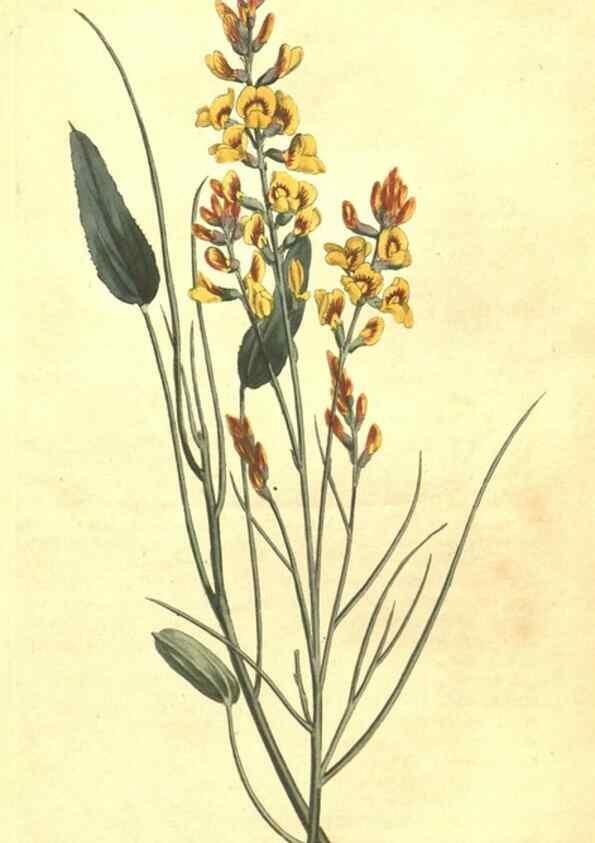 Reproducción/Reproduction 35038872271: Curtis's botanical magazine.. London ; New York [etc.] :Academic Press [etc.]