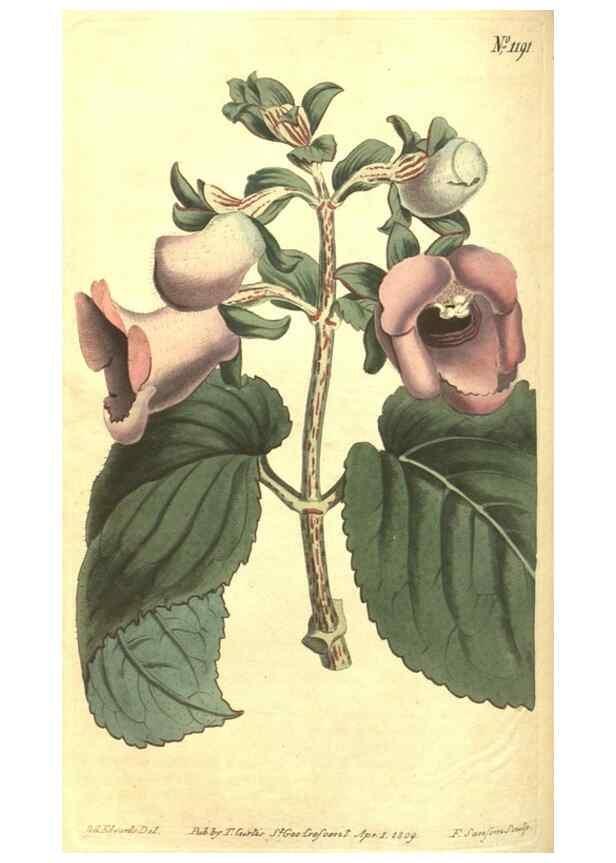 Reproducción/Reproduction 34360030743: Curtis's botanical magazine.. London ; New York [etc.] :Academic Press [etc.]