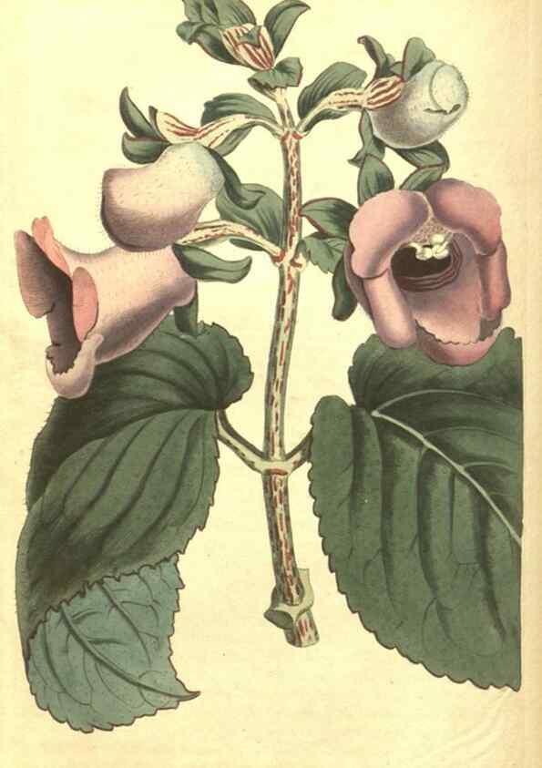 Reproducción/Reproduction 34360030743: Curtis's botanical magazine.. London ; New York [etc.] :Academic Press [etc.]