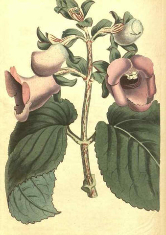 Reproducción/Reproduction 34360030743: Curtis's botanical magazine.. London ; New York [etc.] :Academic Press [etc.]