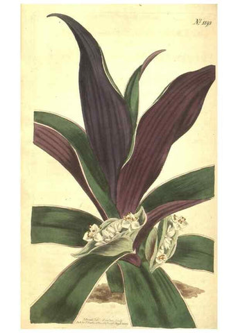 Reproducción/Reproduction 34783158890: Curtis's botanical magazine.. London ; New York [etc.] :Academic Press [etc.]
