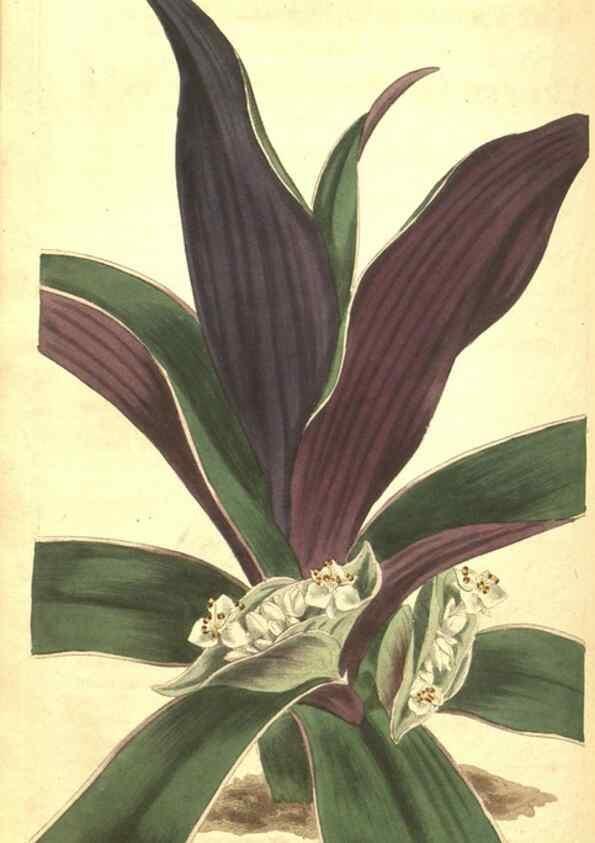 Reproducción/Reproduction 34783158890: Curtis's botanical magazine.. London ; New York [etc.] :Academic Press [etc.]