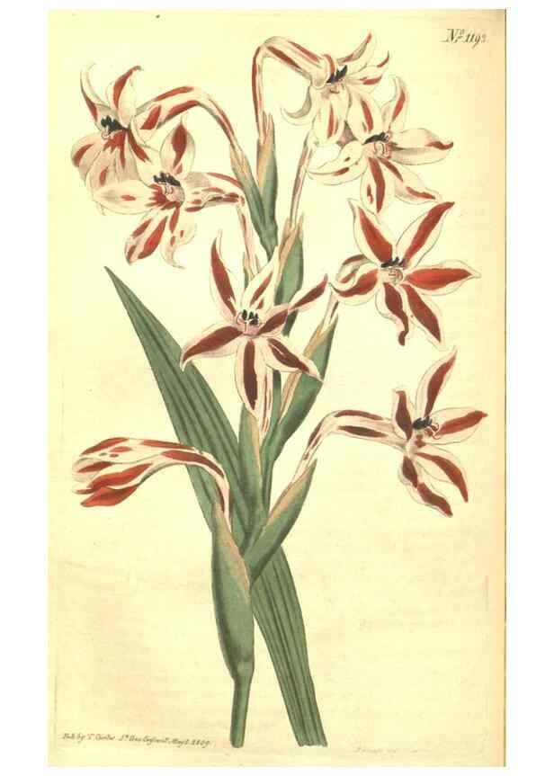 Reproducción/Reproduction 34360032943: Curtis's botanical magazine.. London ; New York [etc.] :Academic Press [etc.]
