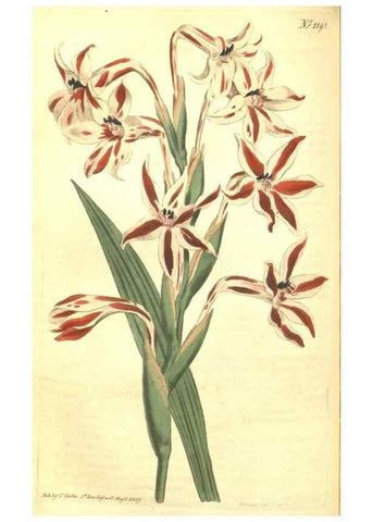 Reproducción/Reproduction 34360032943: Curtis's botanical magazine.. London ; New York [etc.] :Academic Press [etc.]
