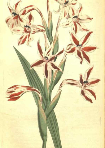 Reproducción/Reproduction 34360032943: Curtis's botanical magazine.. London ; New York [etc.] :Academic Press [etc.]