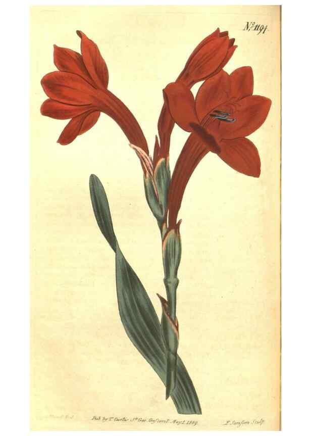 Reproducción/Reproduction 35169719625: Curtis's botanical magazine.. London ; New York [etc.] :Academic Press [etc.]
